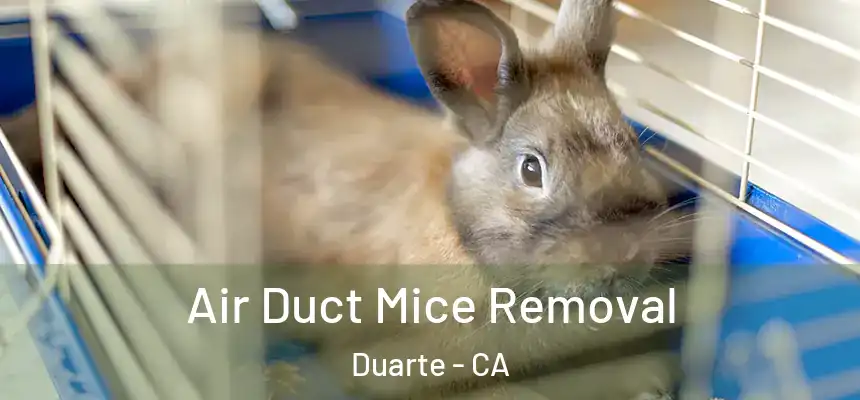  Air Duct Mice Removal Duarte - CA
